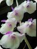 Dendrobium aphyllum Shining Pink